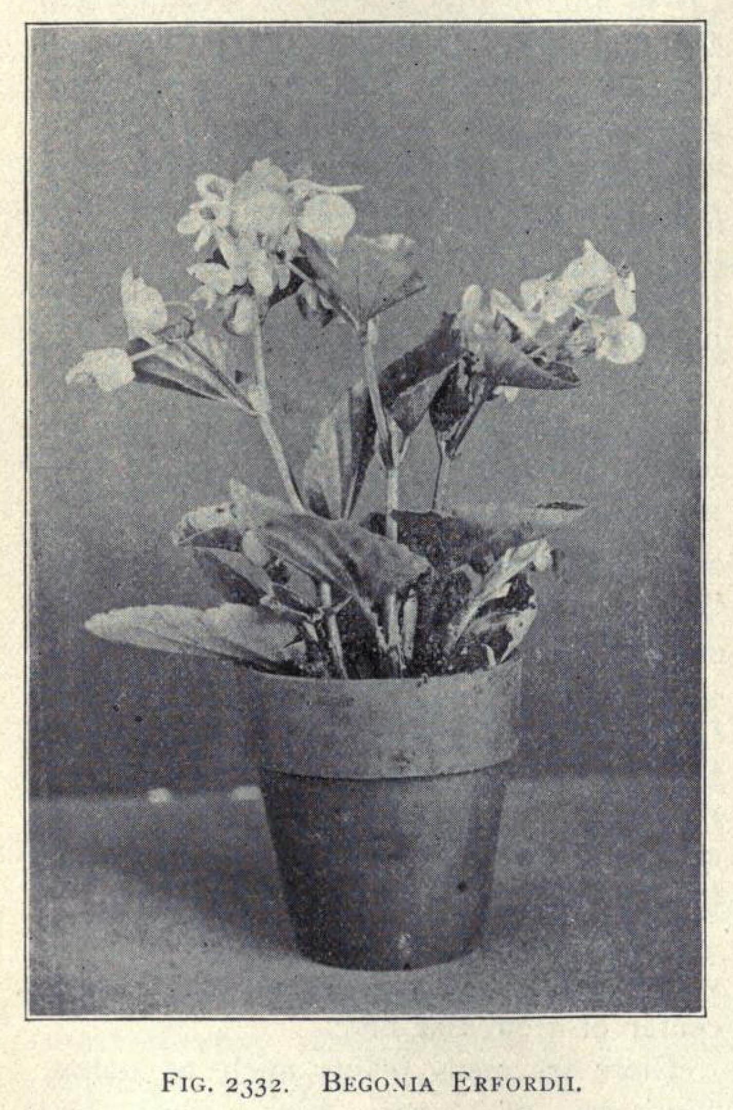 B. ‘Erfordii’